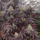 Насіння коноплі Tropical Mirage Limited Edition fem. Royal Queen Seeds