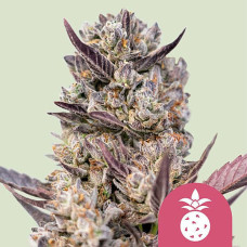 Tropicana Cookies Purple feminised (Royal Queen Seeds)