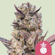 Семена конопли Tropicana Cookies Purple fem. Royal Queen Seeds Семена конопли Tropicana Cookies Purple fem. Royal Queen Seeds