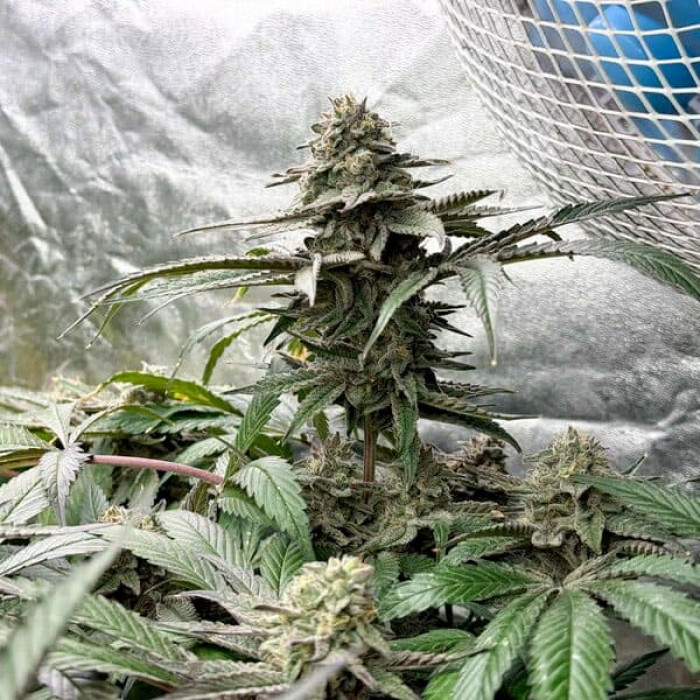 Семена конопли Tropicana Cookies Purple fem. Royal Queen Seeds Семена конопли Tropicana Cookies Purple fem. Royal Queen Seeds