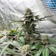 Семена конопли Tropicana Cookies Purple fem. Royal Queen Seeds Семена конопли Tropicana Cookies Purple fem. Royal Queen Seeds