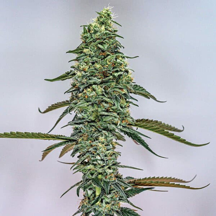 Семена конопли Tropicana Cookies Purple fem. Royal Queen Seeds Семена конопли Tropicana Cookies Purple fem. Royal Queen Seeds