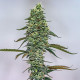 Семена конопли Tropicana Cookies Purple fem. Royal Queen Seeds Семена конопли Tropicana Cookies Purple fem. Royal Queen Seeds