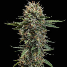 Watermelon feminised (Royal Queen Seeds)