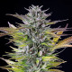 Насіння коноплі Watermelon fem. Royal Queen Seeds