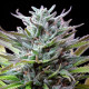 Насіння коноплі Watermelon fem. Royal Queen Seeds