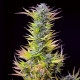 Насіння коноплі Watermelon fem. Royal Queen Seeds