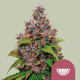 Насіння коноплі Watermelon fem. Royal Queen Seeds