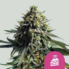 Wedding Cake feminised (Royal Queen Seeds)