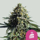 Семена конопли Wedding Cake fem. Royal Queen Seeds