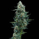 Семена конопли Wedding Cake fem. Royal Queen Seeds