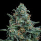 Семена конопли Wedding Cake fem. Royal Queen Seeds