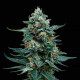 Семена конопли Wedding Cake fem. Royal Queen Seeds