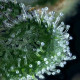 Семена конопли Wedding Cake fem. Royal Queen Seeds