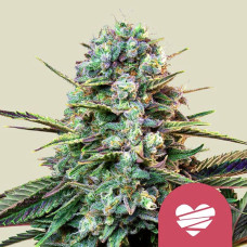 Wedding Crasher feminised (Royal Queen Seeds)