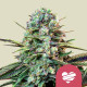 Насіння коноплі Wedding Crasher fem. Royal Queen Seeds