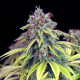 Насіння коноплі Wedding Crasher fem. Royal Queen Seeds