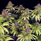 Насіння коноплі Wedding Crasher fem. Royal Queen Seeds