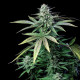 Насіння коноплі Wedding Crasher fem. Royal Queen Seeds