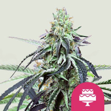 Wedding Gelato feminised (Royal Queen Seeds)
