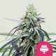 Семена конопли Wedding Gelato fem. Royal Queen Seeds