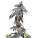 Семена конопли Wedding Gelato fem. Royal Queen Seeds