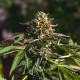 Семена конопли Wedding Gelato fem. Royal Queen Seeds