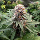 Семена конопли Wedding Gelato fem. Royal Queen Seeds
