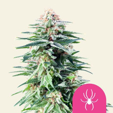 White Widow feminised (Royal Queen Seeds)