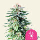 Семена конопли White Widow fem. Royal Queen Seeds