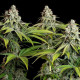 Семена конопли White Widow fem. Royal Queen Seeds