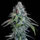 Семена конопли White Widow fem. Royal Queen Seeds
