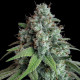 Семена конопли White Widow fem. Royal Queen Seeds