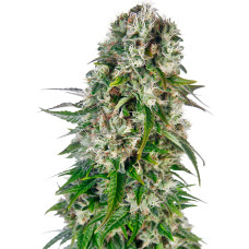 Big Bud auto feminised (Sensi Seeds)