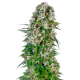 Насіння коноплі Big Bud autofem. Sensi Seeds