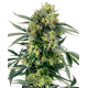 Семена конопли Blueberry Zkittlez autofem. Sensi Seeds