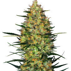 Caramellow Kush auto feminised (Sensi Seeds)