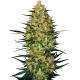 Семена конопли Caramellow Kush autofem. Sensi Seeds