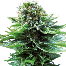 Northern Lights auto feminised (Sensi Seeds)