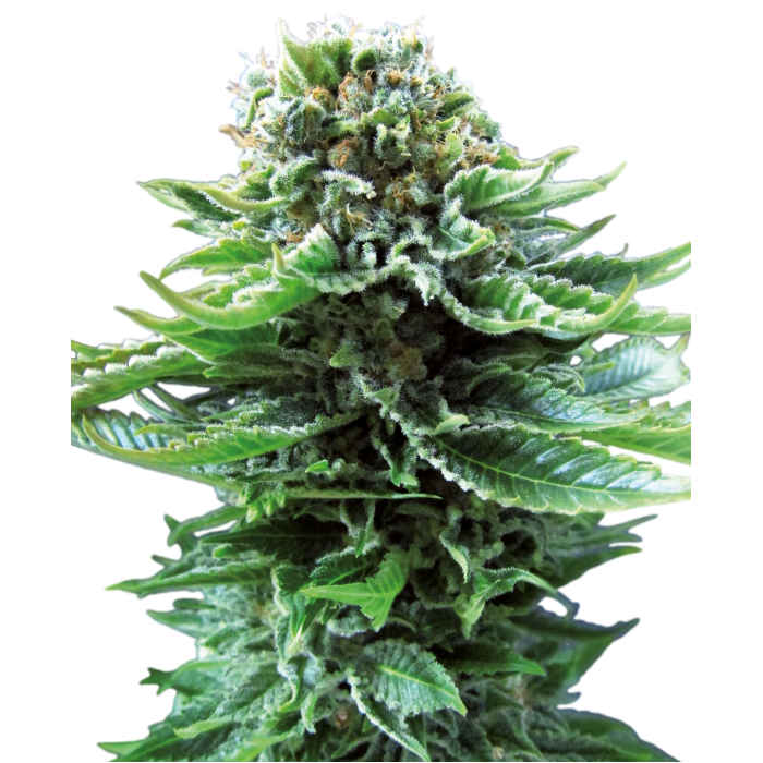 Насіння коноплі Northern Lights autofem. Sensi Seeds