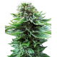 Насіння коноплі Northern Lights autofem. Sensi Seeds