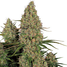 Sticky Orange XXL auto feminised (Sensi Seeds)