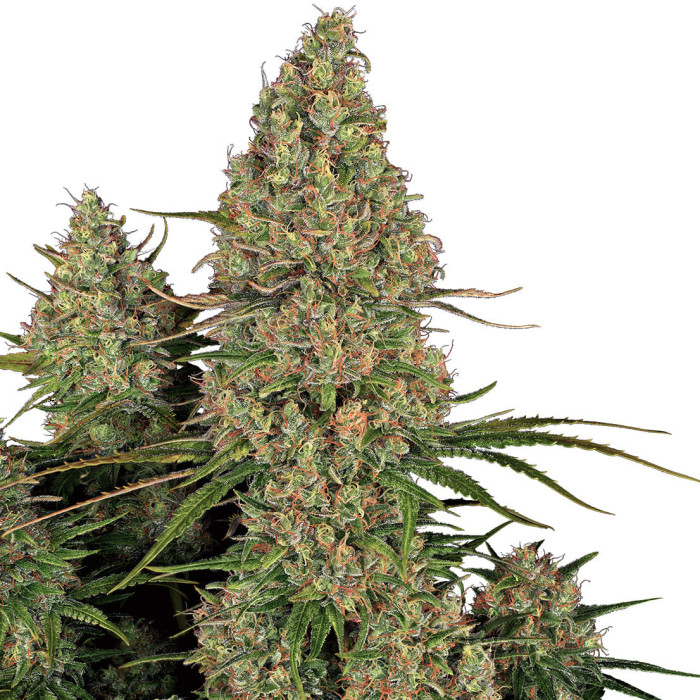 Насіння коноплі Sticky Orange XXL autofem. Sensi Seeds