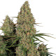 Насіння коноплі Sticky Orange XXL autofem. Sensi Seeds