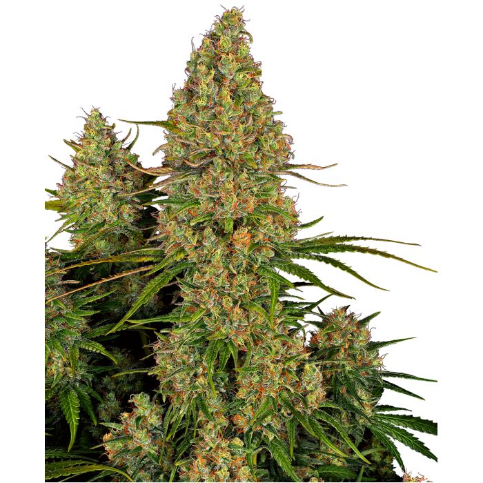 Насіння коноплі Sticky Orange XXL autofem. Sensi Seeds