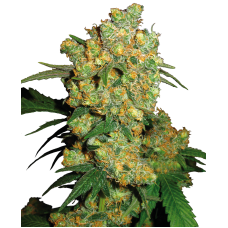 Big Bud feminised (Sensi Seeds)