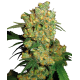 Насіння коноплі Big Bud fem. Sensi Seeds