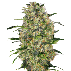 Black Domina feminised (Sensi Seeds)