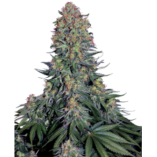 Blue Skunk feminised (Sensi Seeds)