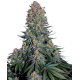 Семена конопли Blue Skunk fem. Sensi Seeds